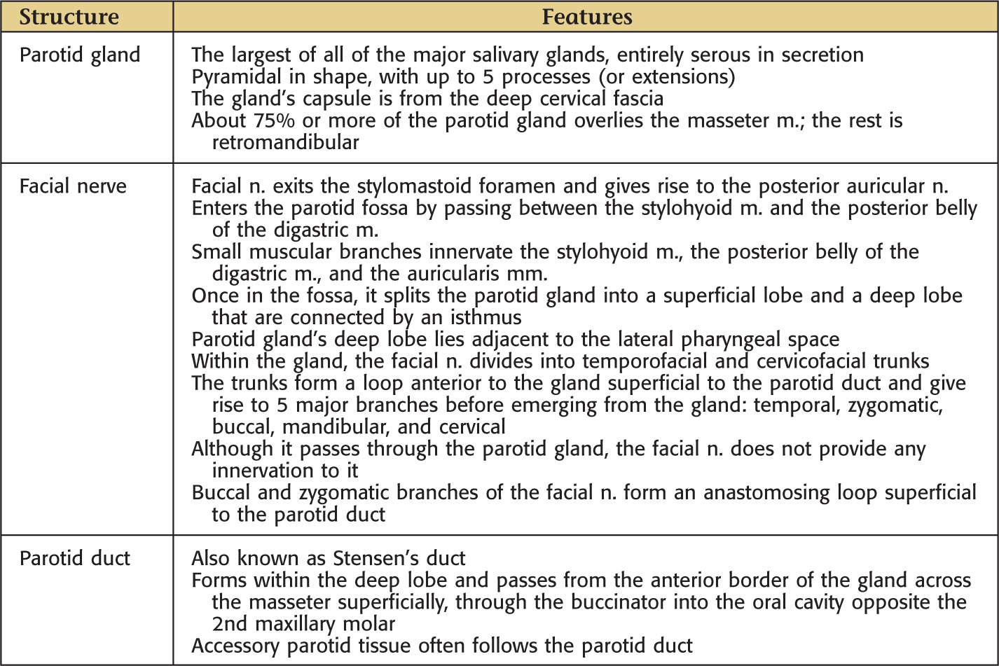6 Parotid Bed and Gland Pocket Dentistry