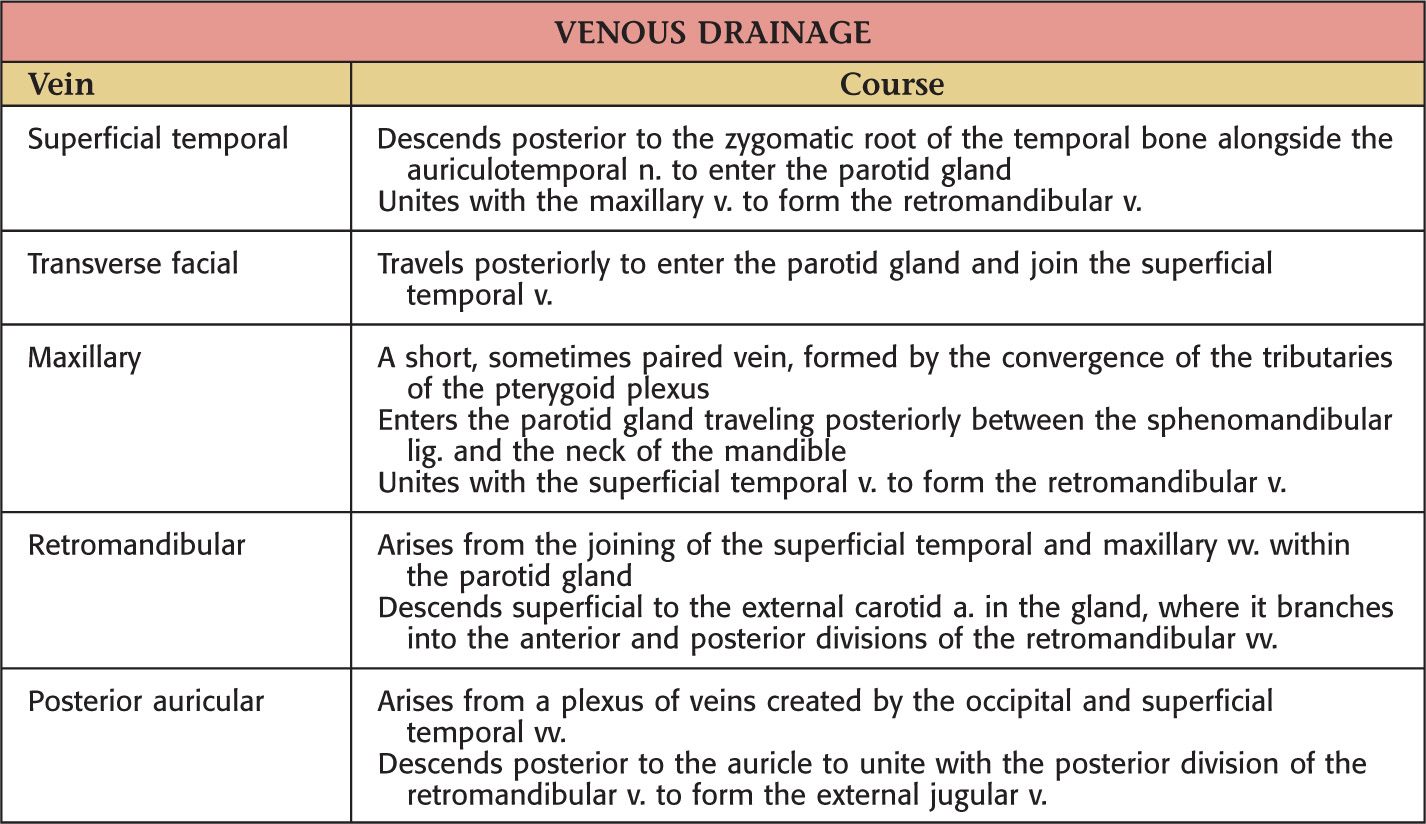 6 Parotid Bed and Gland Pocket Dentistry