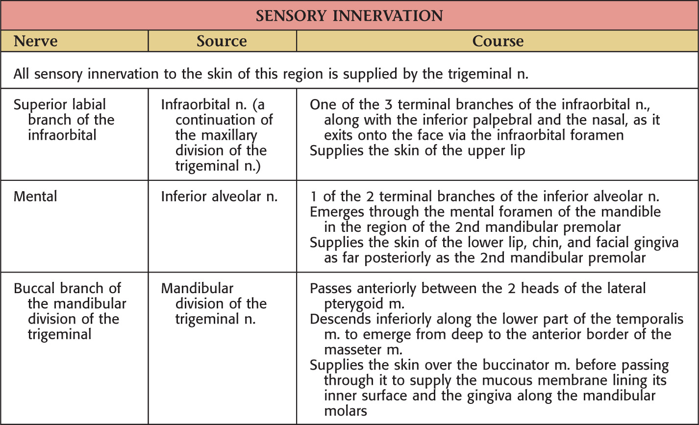 13 Oral Cavity Pocket Dentistry