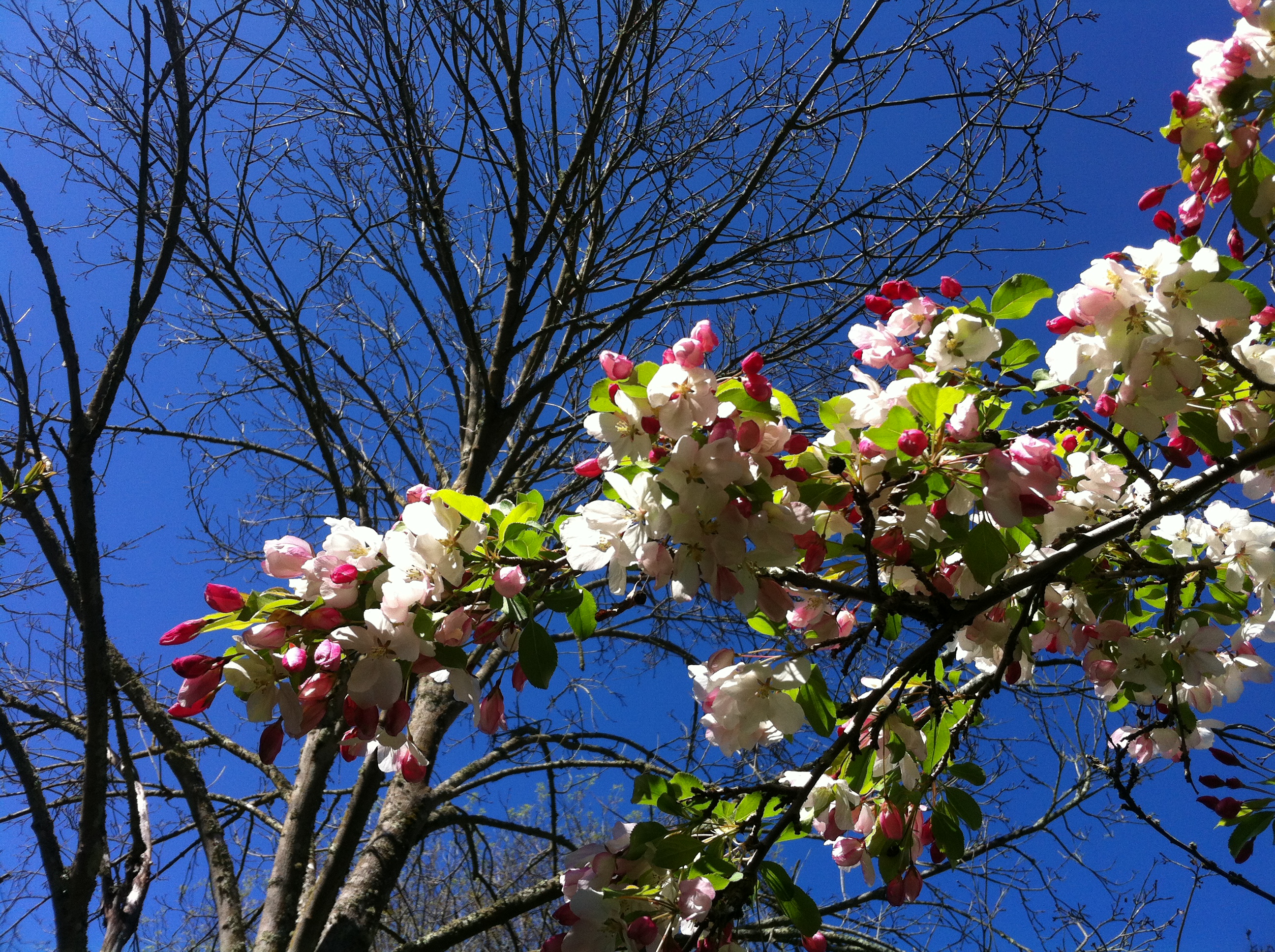 Apple blossom time….. they’re blooming Pocket Perspectives