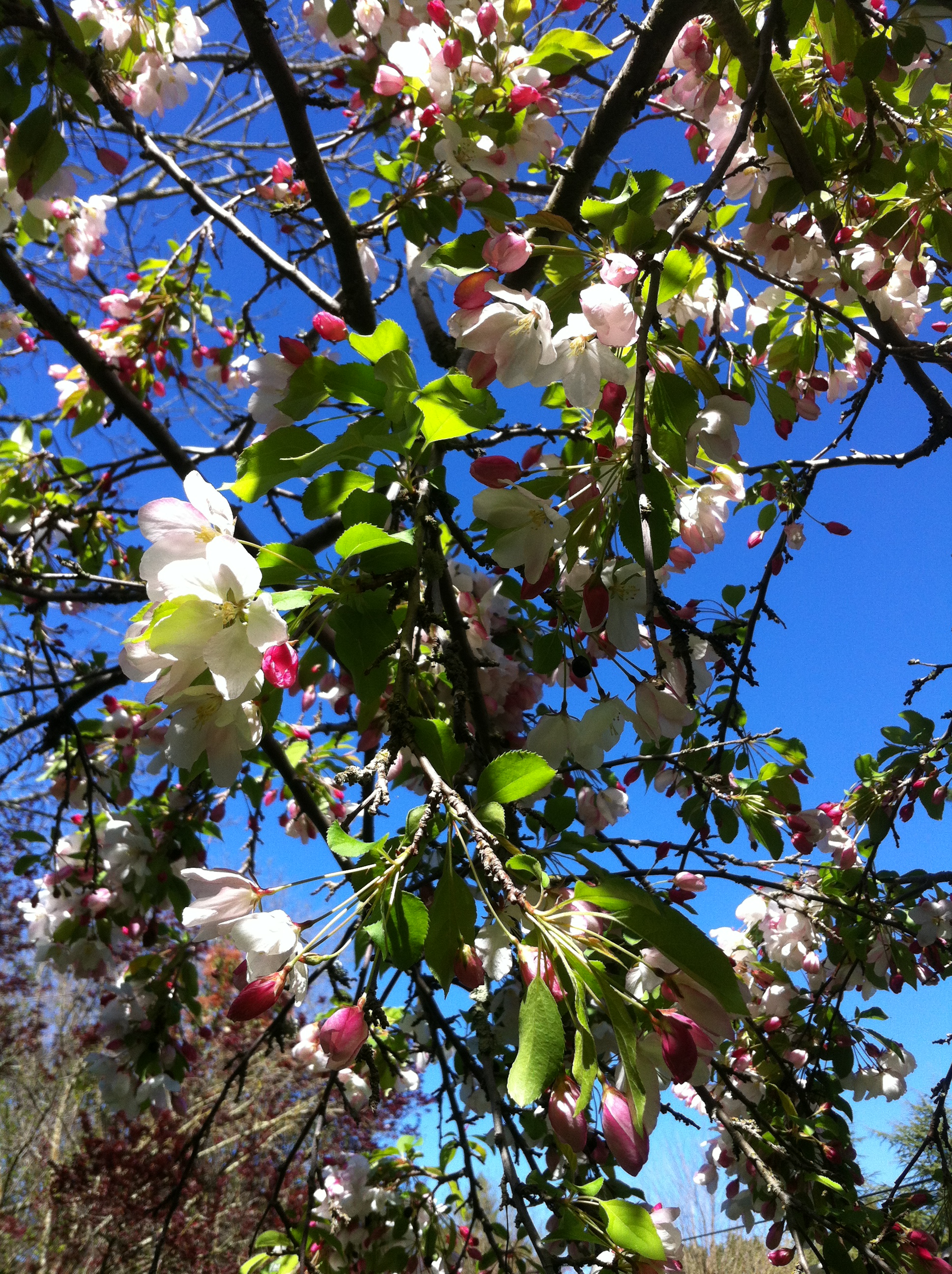 Apple blossom time….. they’re blooming Pocket Perspectives