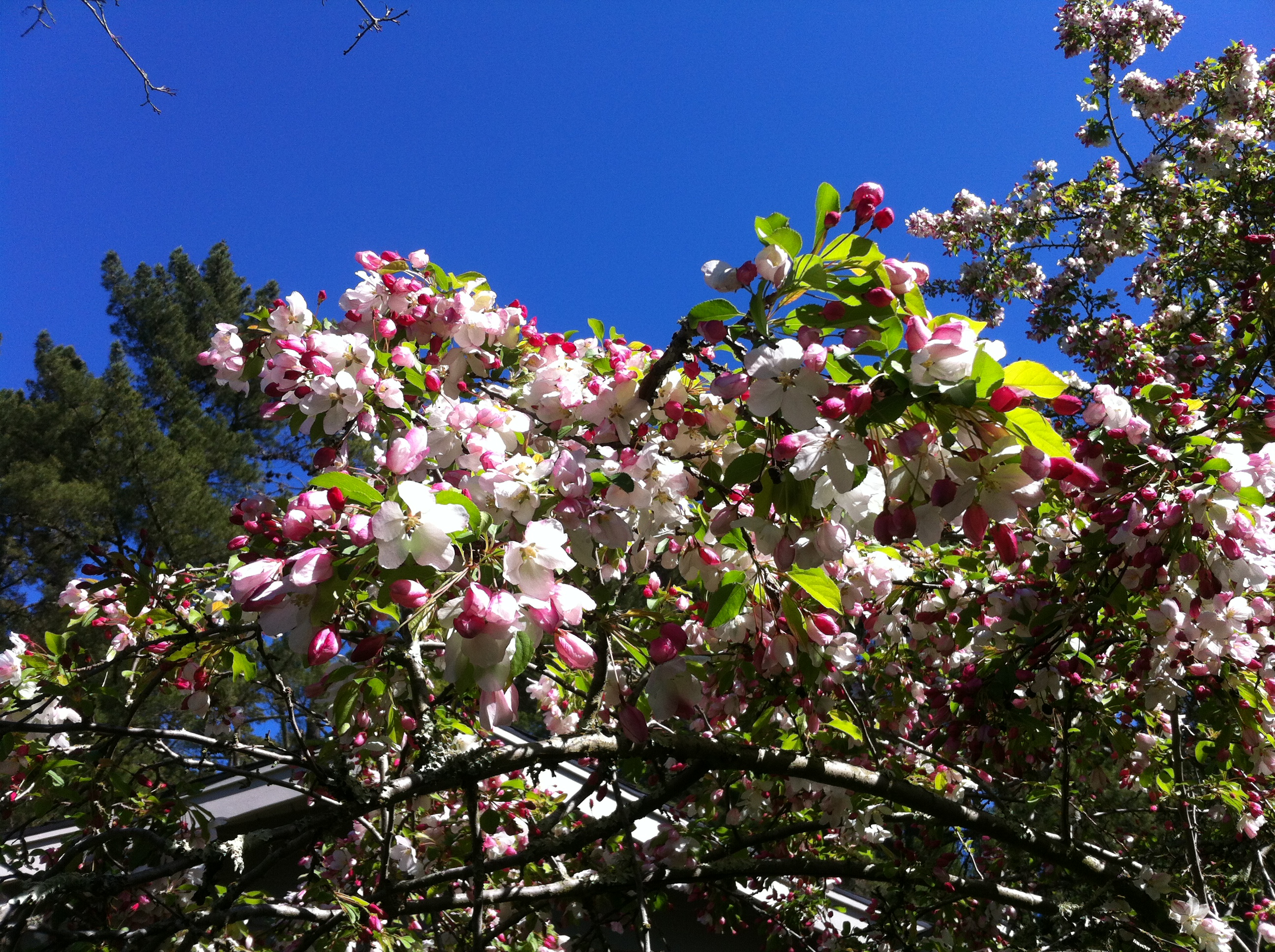 Apple blossom time….. they’re blooming Pocket Perspectives