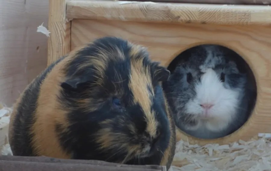 Guinea Pig Vomit Everything You Need To Know Pocket Pet Central