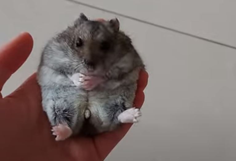 Why Do Hamsters Eat Their Poop {Is This Normal?} Pocket Pet Central