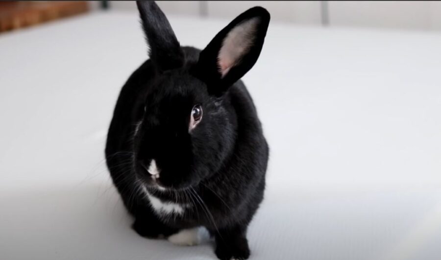 Do Rabbits Cry? {What It Means and How You Can Help} Pocket Pet Central