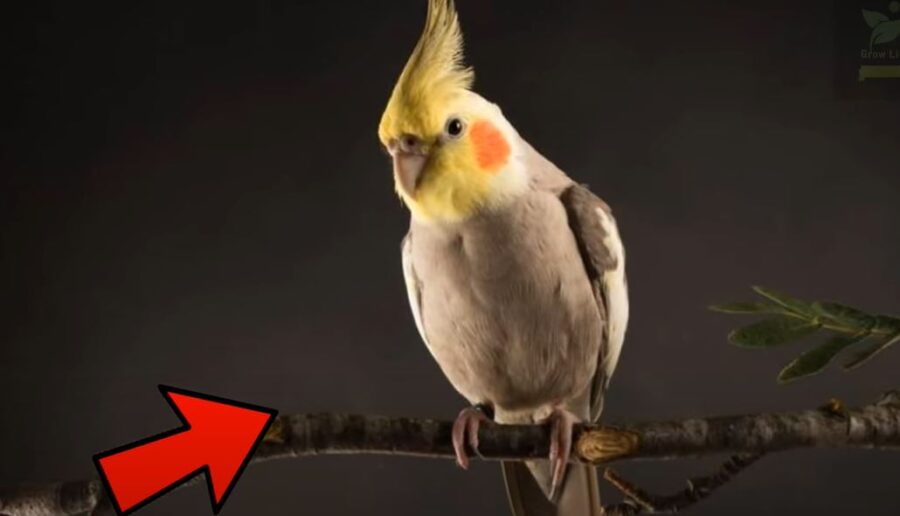 How Often Do Cockatiels Poop? {Top 4 Potty Training Tips} Pocket Pet