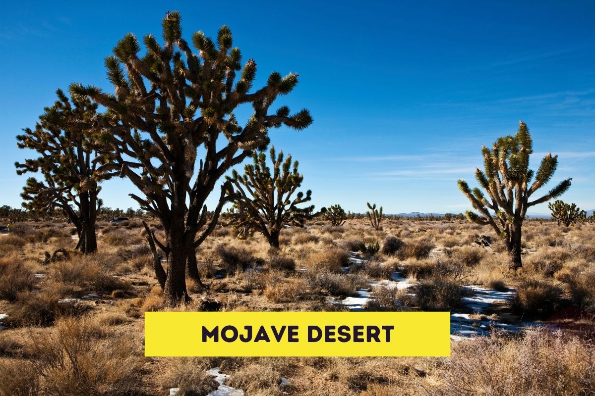 Are Gerbils Illegal in California? (Legality of Gerbils)