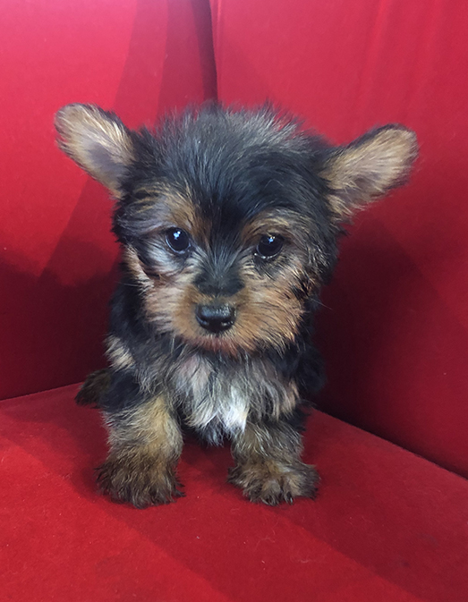Pocket Puppies Arlington Heights Available Puppies