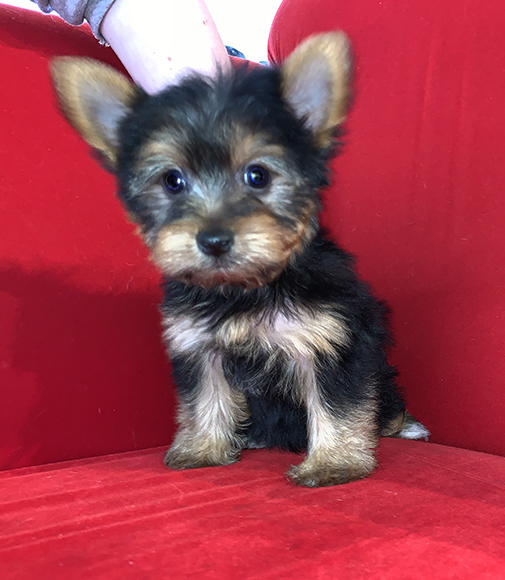 Pocket Puppies Arlington Heights Available Puppies