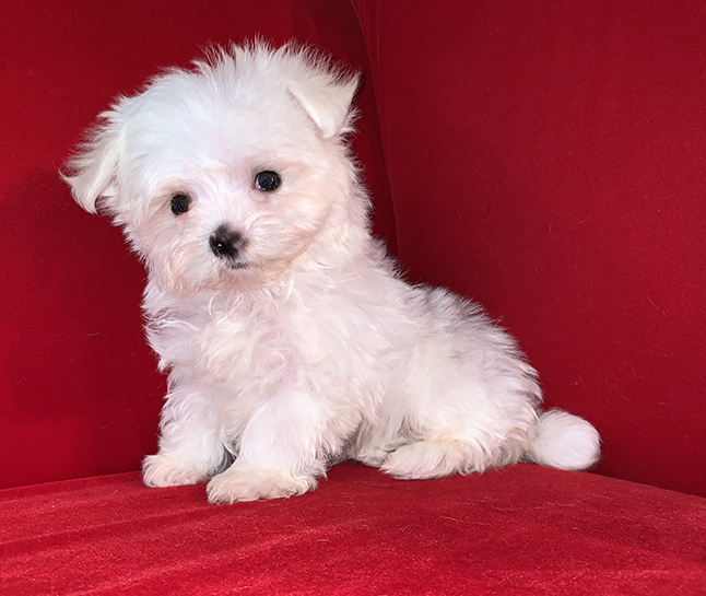 Pocket Puppies Arlington Heights Available Puppies