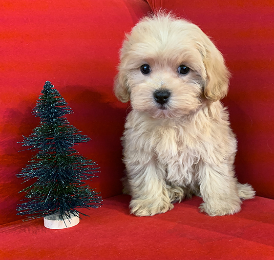 Pocket Puppies Arlington Heights Available Puppies
