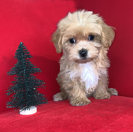 Pocket Puppies Arlington Heights Available Puppies