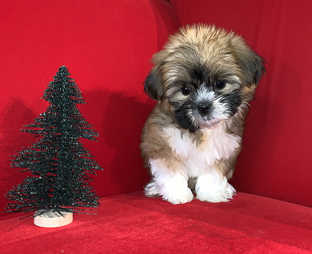 Pocket Puppies Arlington Heights Available Puppies