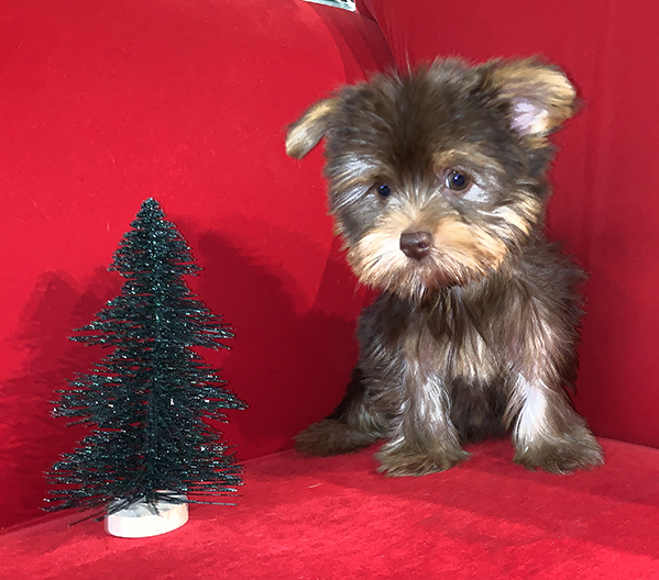 Pocket Puppies Arlington Heights Available Puppies