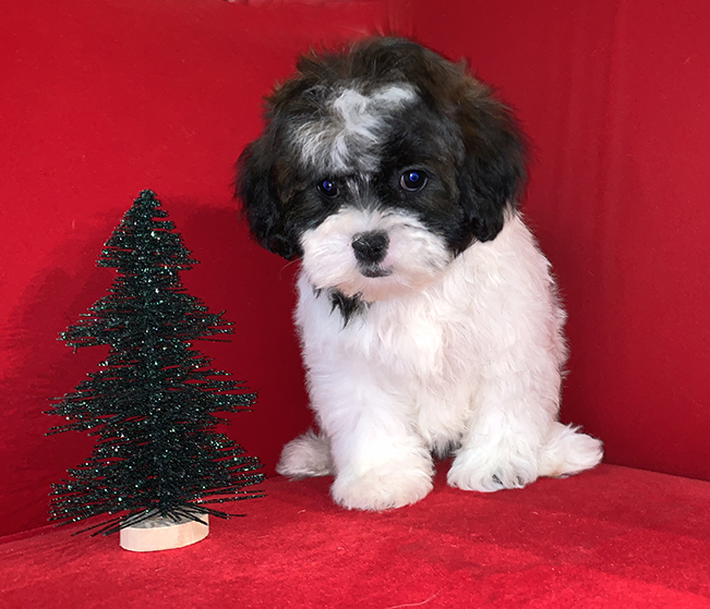 Pocket Puppies Arlington Heights Available Puppies