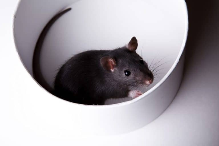 Pet Rats And Swimming Answering The Common Questions. Pocket Sized Pets