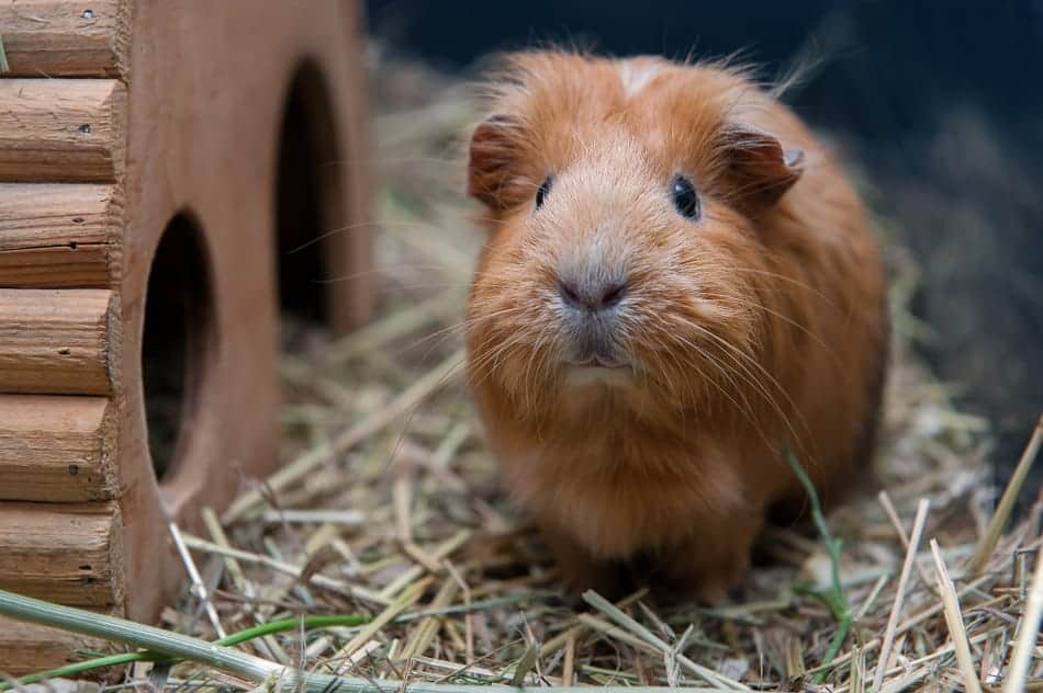 Is It Ok For Dogs To Eat Guinea Pig Poop