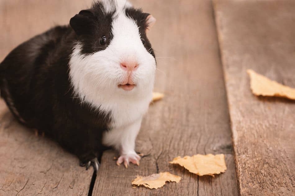 Why Is My Guinea Pig Always Scared? Pocket Sized Pets