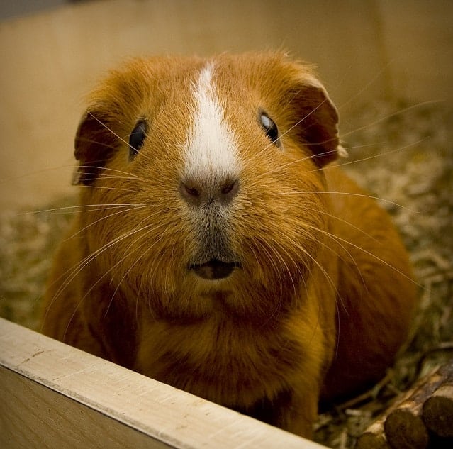 Why Do Guinea Pigs Yawn? Pocket Sized Pets