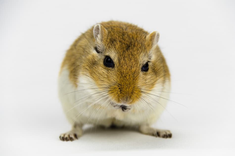 Why Do Gerbils Stare At Their Owners? Pocket Sized Pets