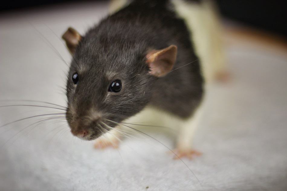 Is Loofah Safe For Rats? Pocket Sized Pets