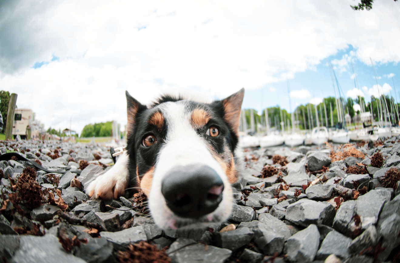 Dog Walking Certification Programs and Training PocketSuite