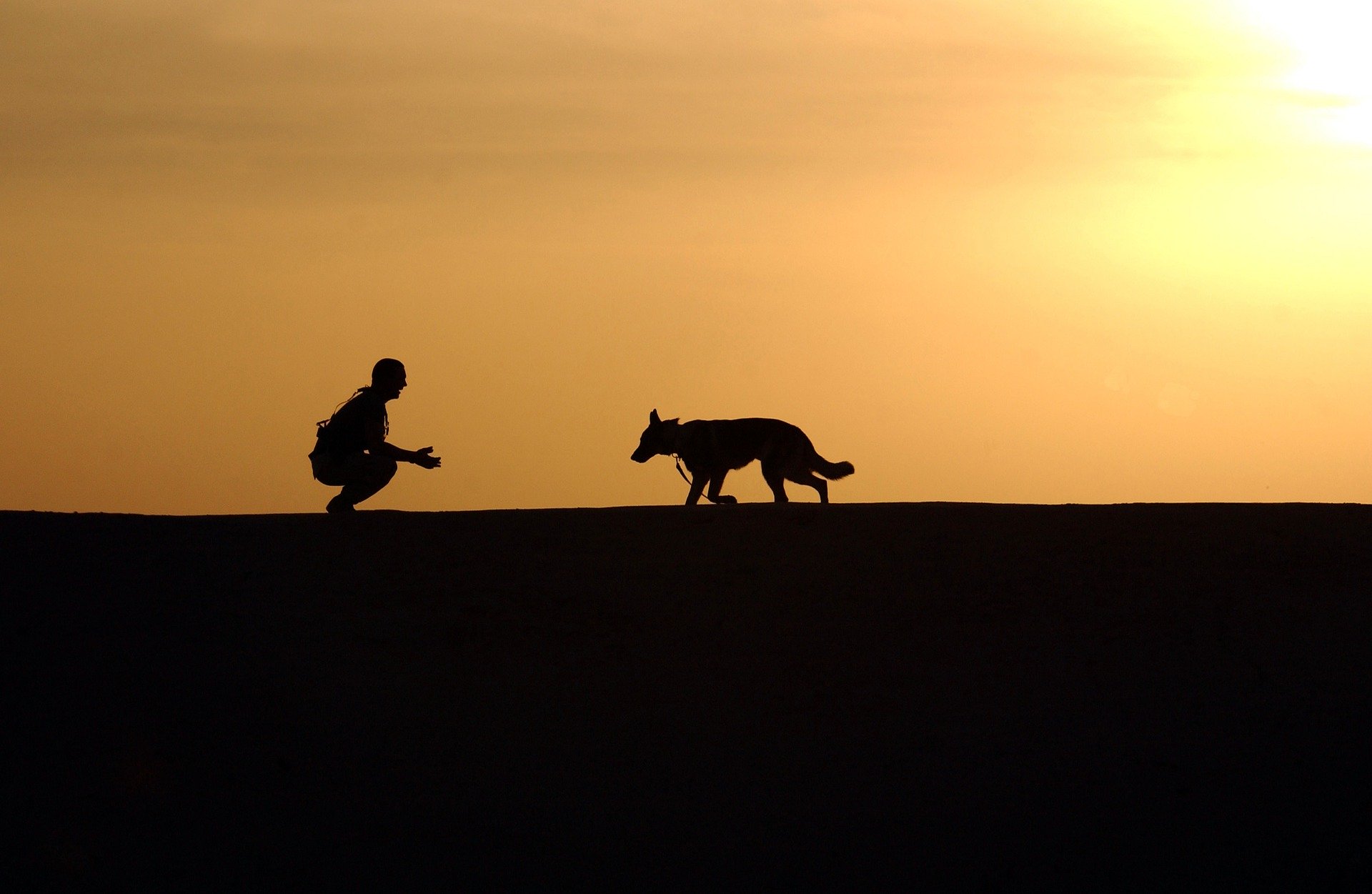 Types of Dog Training Apprenticeship Programs PocketSuite