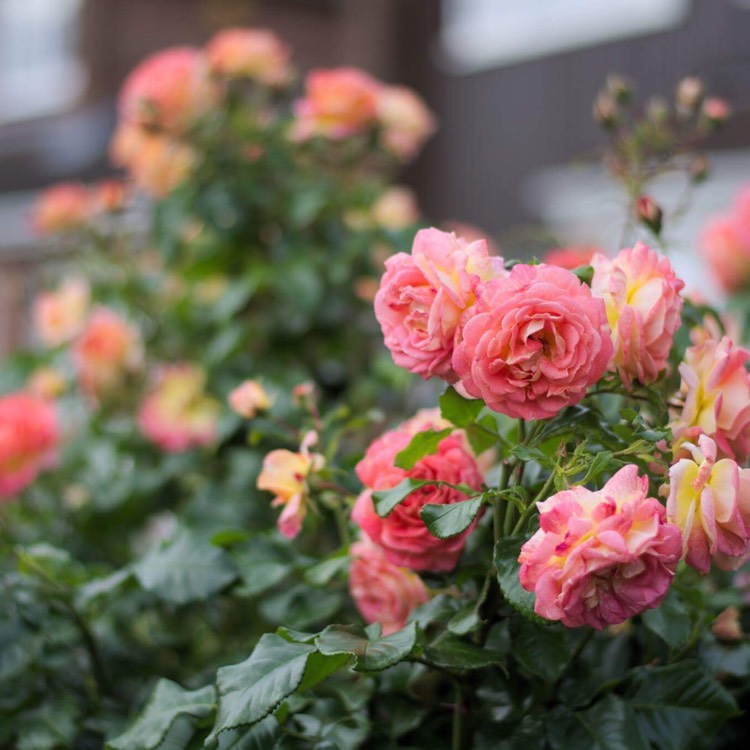 Nolina patiohit roses уход Вместе мастерим