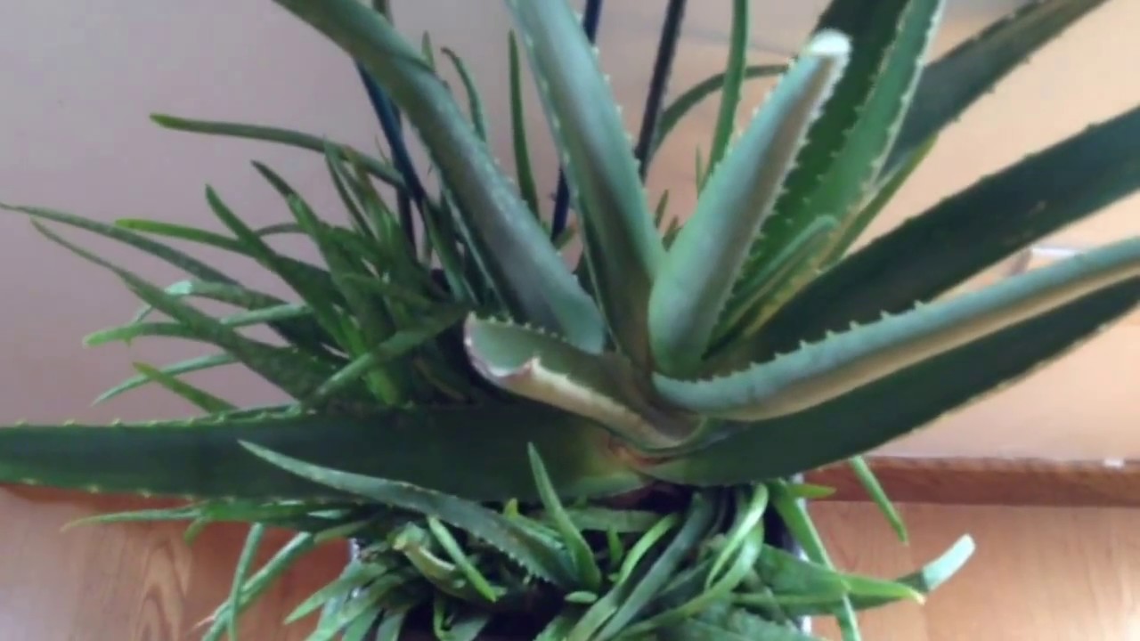 Podar Aloe Vera ¡Guía Paso a Paso! 【2019】