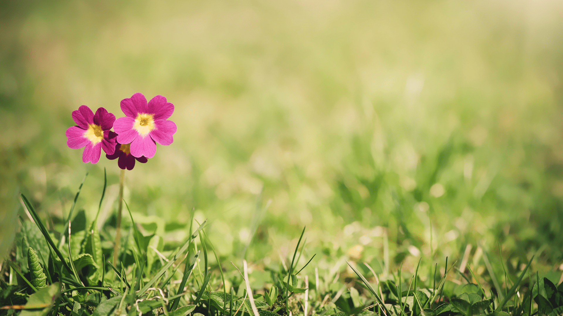 5 Best NoiseBlocking Plants for a Quieter Home Environment Podhya