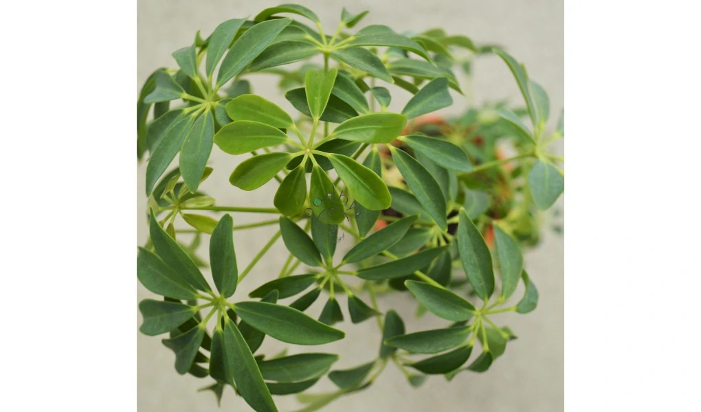How to Propagate Umbrella Plant A Beginner's Guide