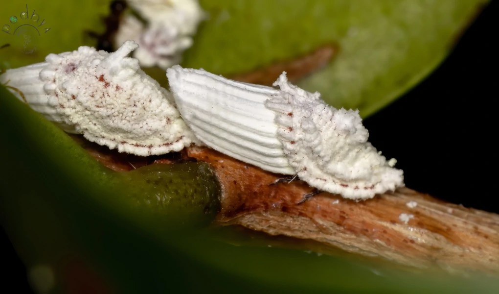 Umbrella Plant Pests and How to Get Rid of Them