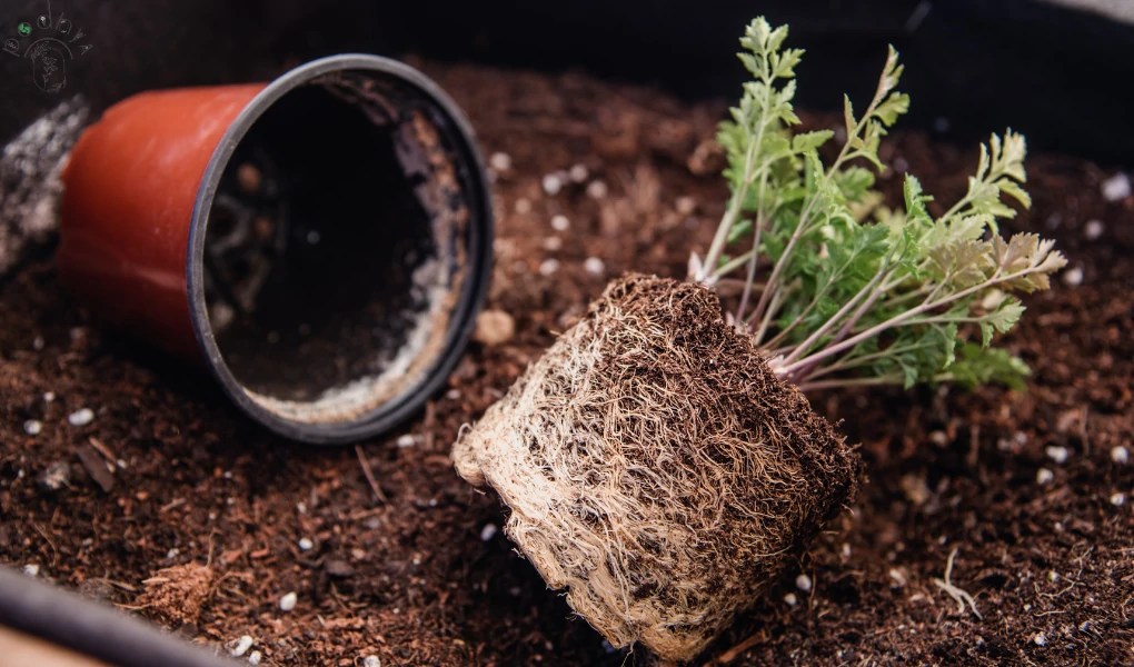 When to Repot an Umbrella Plant A Comprehensive Guide