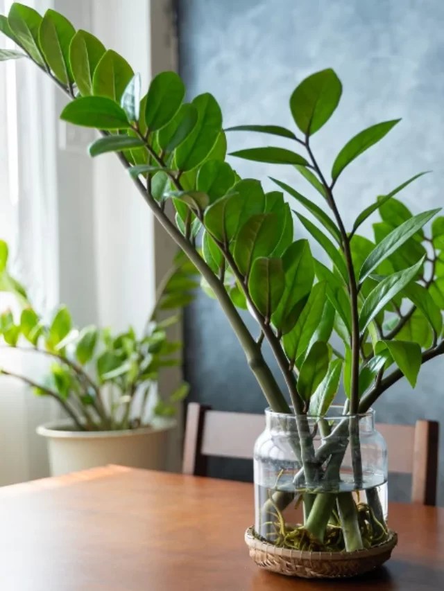 How to Care for ZZ Plant?