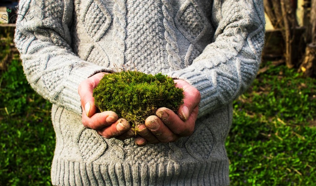 Sphagnum Moss The Ultimate Guide