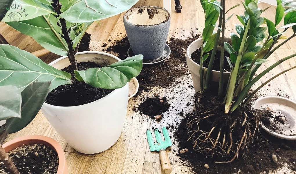 Fiddle Leaf Fig Plant Care Guide