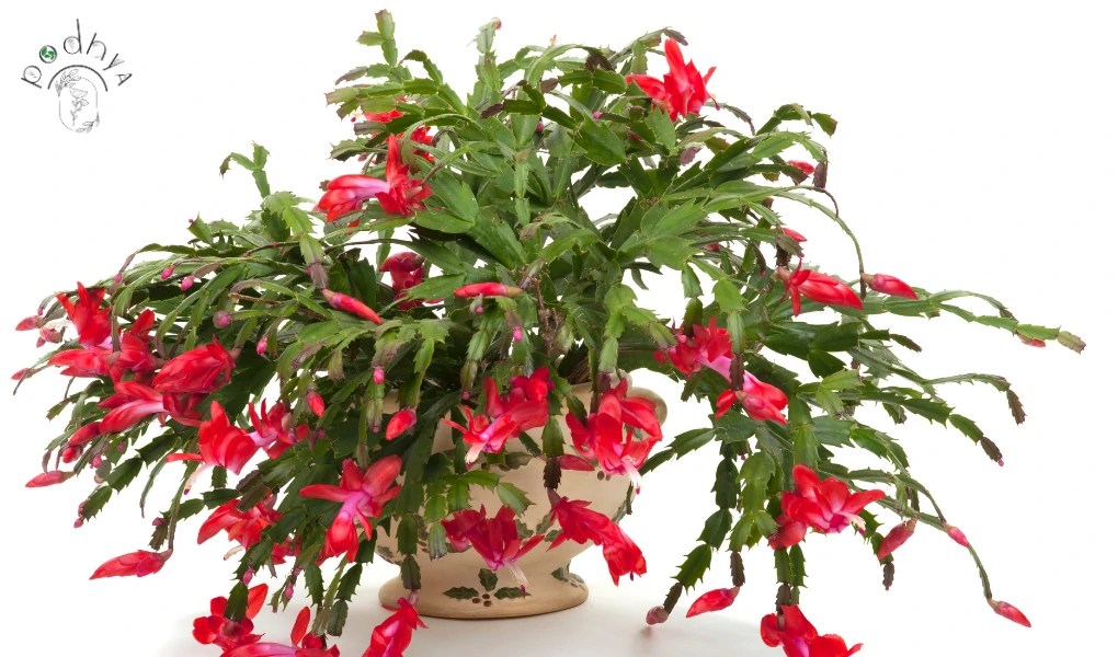 All About Growing Christmas Cactus Houseplants
