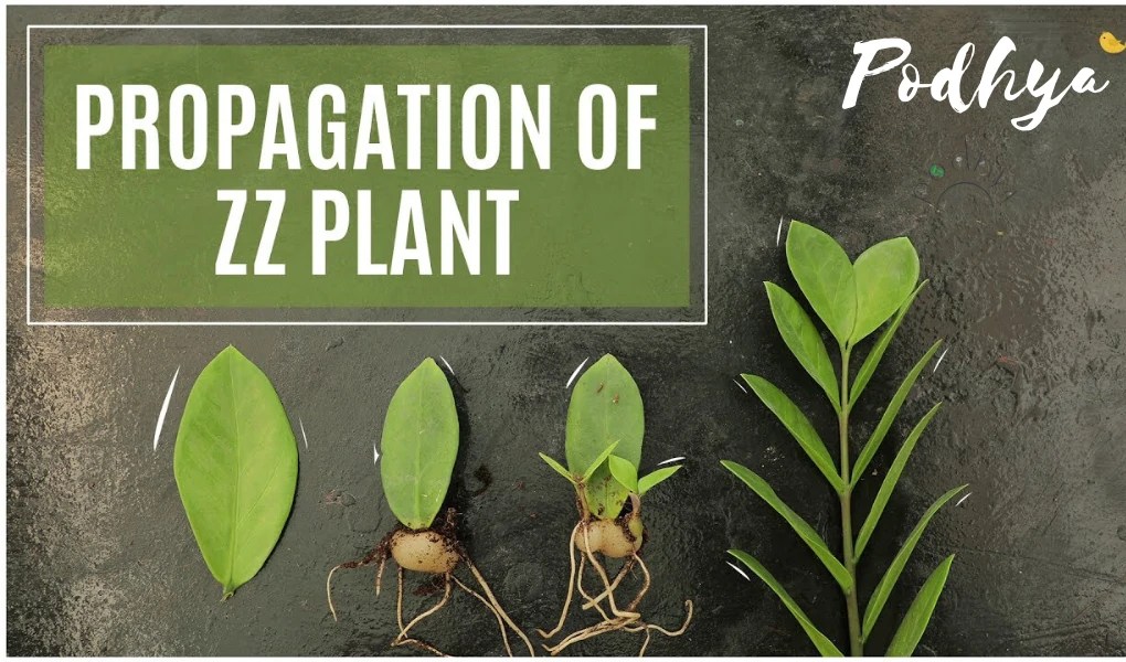 ZZ Plant Propagation is Super Easy Here's How to Do It