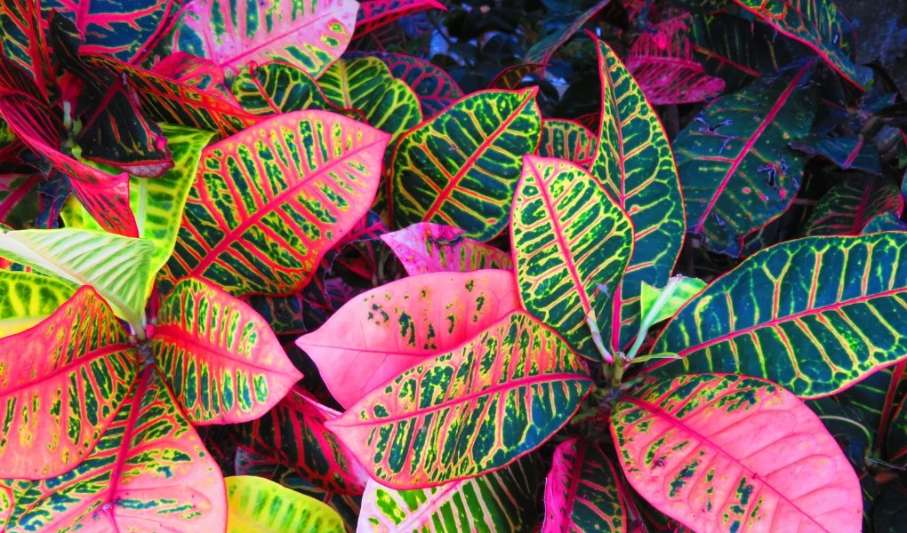 Different Types of Croton Plants