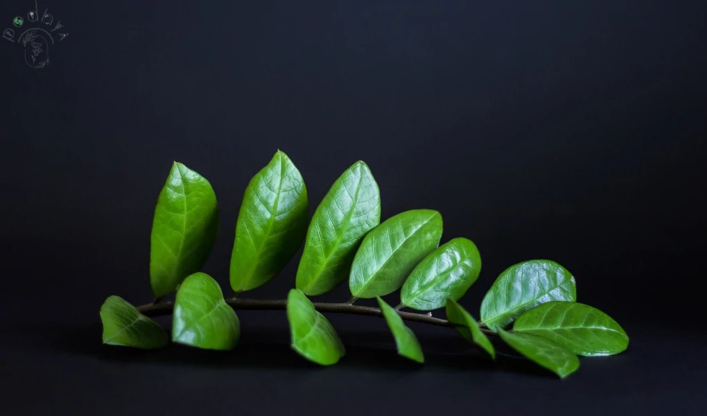 Why is My ZZ Plant Drooping?