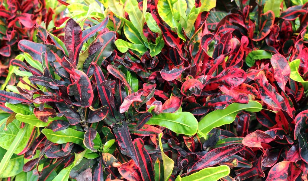 How Often to Water Croton Plant?