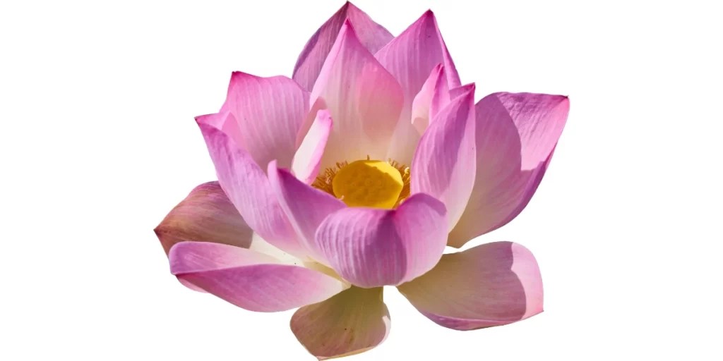 Popular Flowers Names in Sanskrit