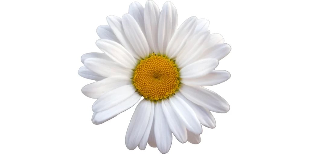 Popular Flowers Names in Sanskrit