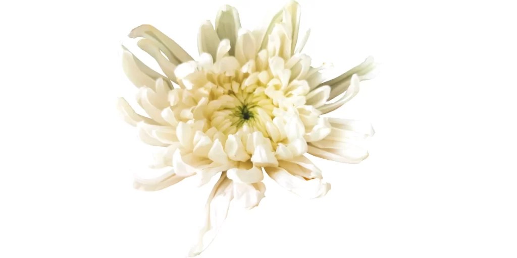 Popular Flowers Names in Sanskrit