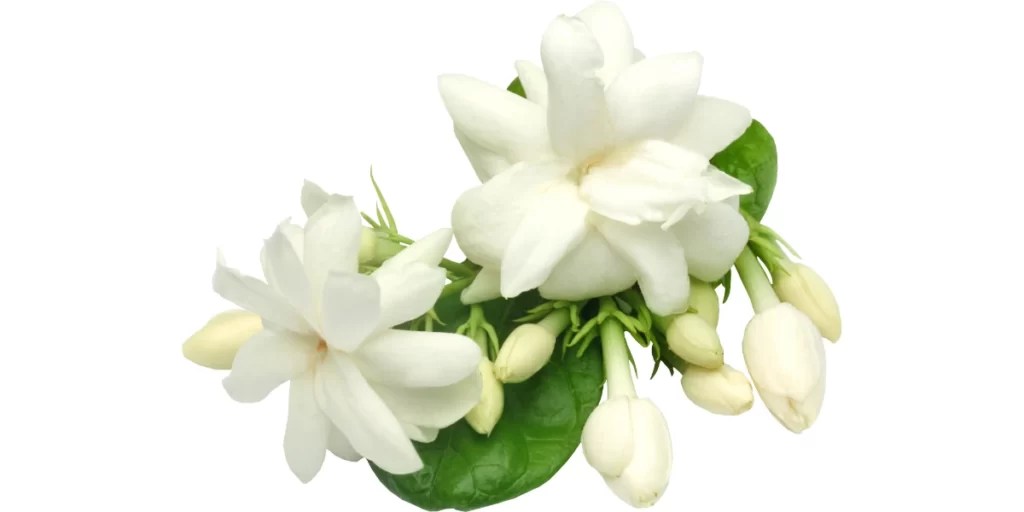 Popular Flowers Names in Sanskrit