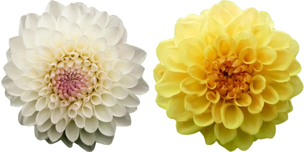 Popular Flowers Names in Sanskrit