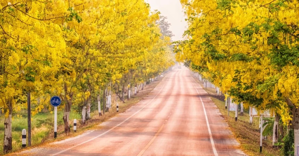 Golden Shower Tree Grow and Care Cassia Fistula Propagation