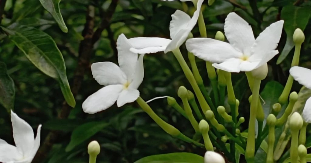 How to Grow Jai Jui Flower Jasmine Auriculatum Care