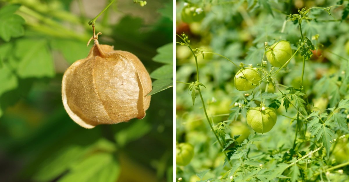 How to Grow Balloon Vine HeartSeed Care?