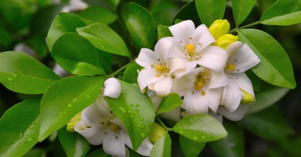 How to Grow Murraya Paniculata in India?